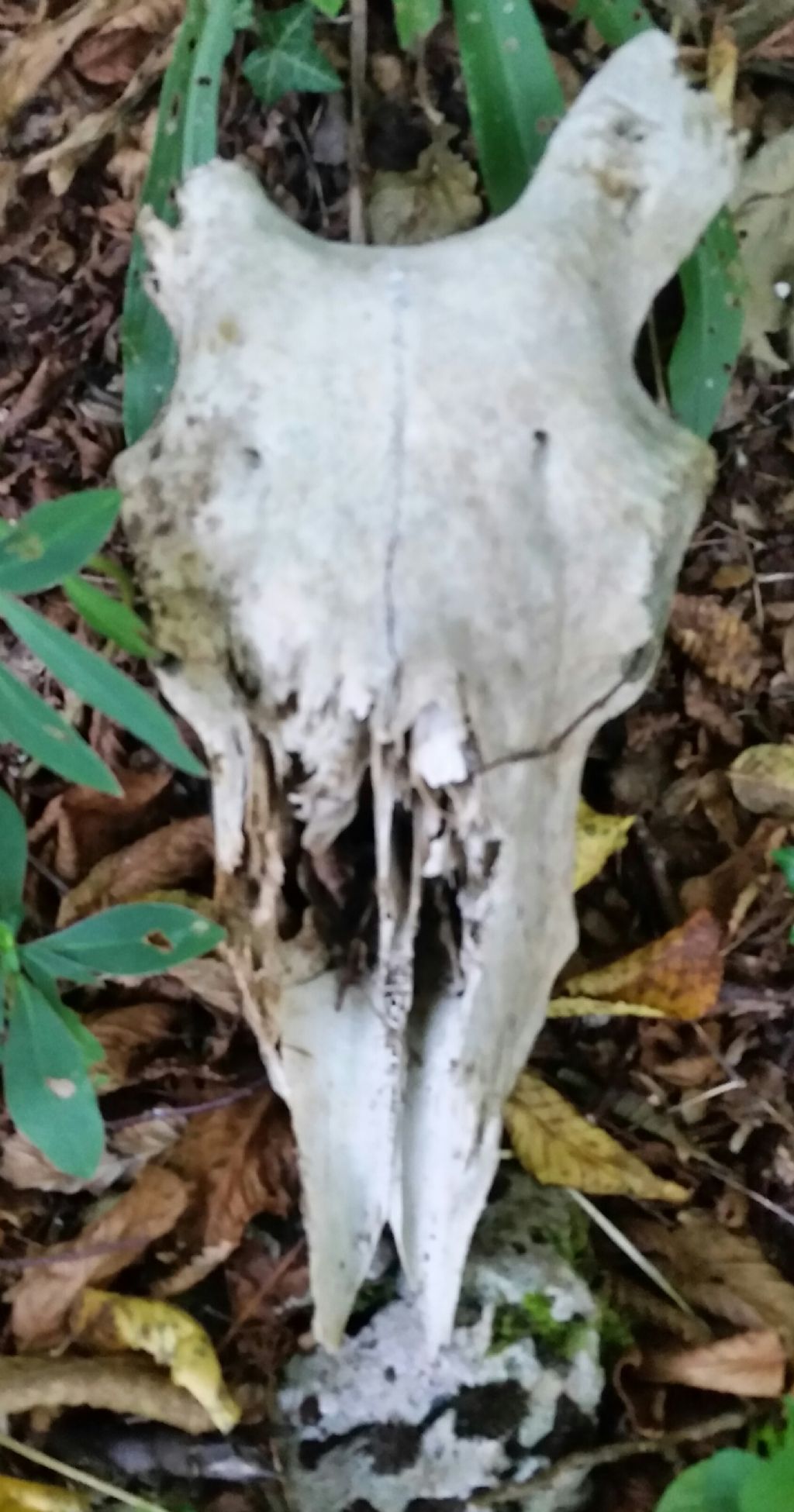 Cranio di capra?